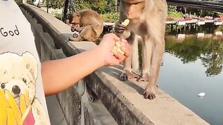 Monyet makan kacang...