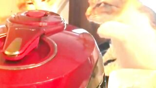 Funny Cats and Dogs #cat #dog #shortreels #pets #FunnyCats #funnydogs #cutedogs #cutecats 3