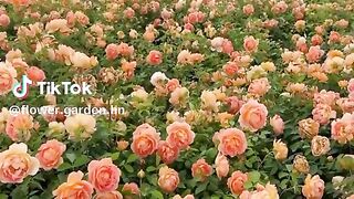 Beautiful flowers 37