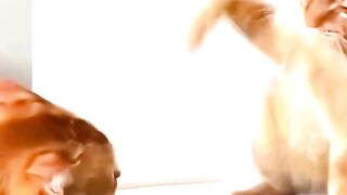 Funny Cats and Dogs #cat #dog #shortreels #pets #FunnyCats #funnydogs #cutedogs #cutecats 4