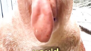 The Strangest Animal Noises on Earth! #animalfacts #wildlife #stranger #animals #noises 2