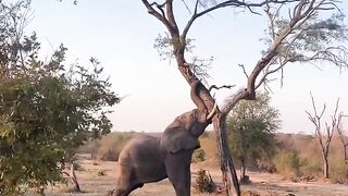 Africa Elephant