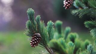 4K resolution - captivating close up of pine cone on tree branch | Trending HD Video