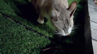 Cat Eats Mouse