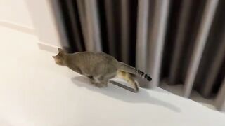 Cat Fight in Slow Motion 2