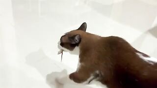 Gecko Loses His Head