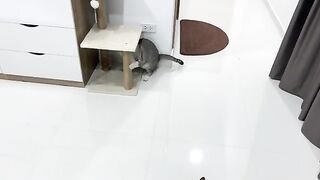 Cats Launch Air Assault