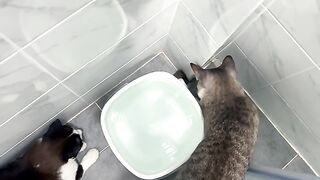 Close Encounters of the Cat Kind 2