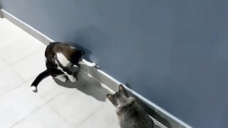Cats Chase Lizard on Wall