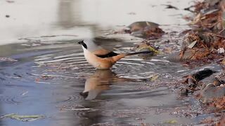 Amazing Moment! Cendet Bird Bathing in the River | Beautiful Wild Bird Behavior