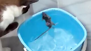 Cat and Wet Mouse