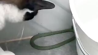 Stay Away from the Snake