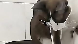 Cat vs Lizard 4