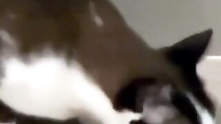 Cat Plays Catch with Mouse