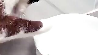 Cat Rescues Lizard from Drowning