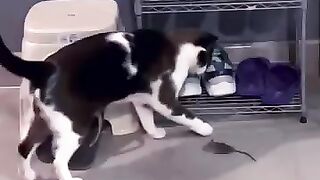 Cat Tosses Mouse 4