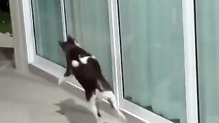 Cat Tosses Mouse 5