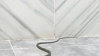 Snake Fends off Three Cats