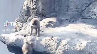 Punch ditinggalkan induknya