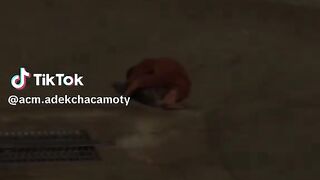 Punch dan boneka orangutan