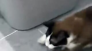 Cat Catches Mouse