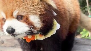 Red Panda 2