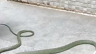 Cat vs Snake 8