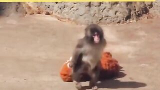 Punch-kun dan boneka orangutan