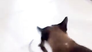 Cat Catches Rat