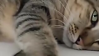 Funny Cat Sounds