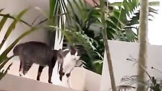 Cat Fight on Wall