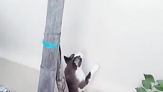 Cat Chases Lizard on Wall 2