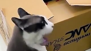Cat in a Box