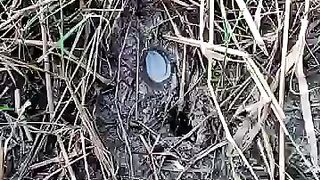 Looking for a fish or eel ... Thanks for watching..!! 3