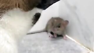 Cat Plays with Mouse 2