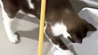 Cat Survives Broom Disaster