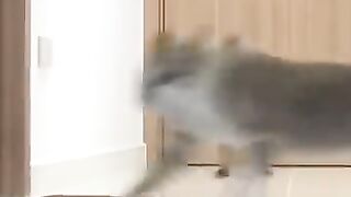 Jumping Cat Attack