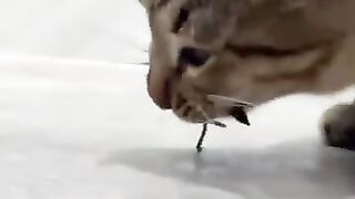 Cat Plays with Baby Rat 2