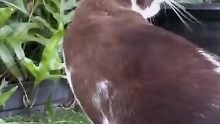 Cat Chattering at Birds 3