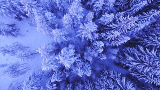 Snow boot - aerial shot of forest covered in snow | Trending HD Video