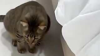 Cat Vomits