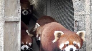 Red Panda Crew