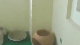 Bird Flies Into Cat Room