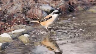 Beautiful Long-Tailed Shrike Bathing in a River | Amazing Wild Bird Moment
