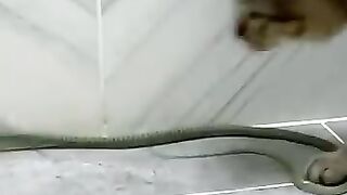 Cat Crushes Head of Snake