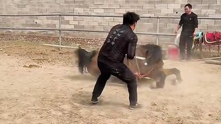 Fight With The Hourse