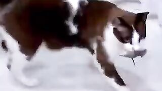 Cat Plays with Mouse 3