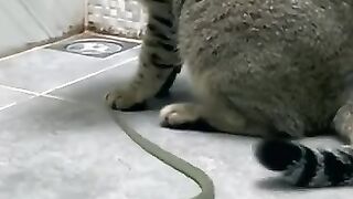 Cats Chase Snake