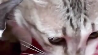 Cats Play with Mouse 2