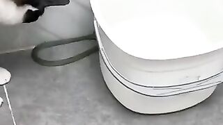 Cats Fight Over Snake